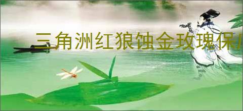 三角洲红狼蚀金玫瑰保底价格是多少